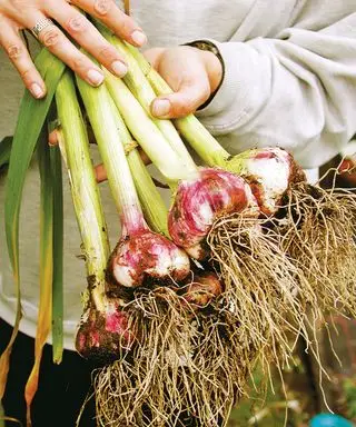 Cómo cultivar ajo Alison Mundie