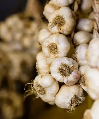 Cómo-cultivar-ajo-RHS-Georgi-Mabee-3