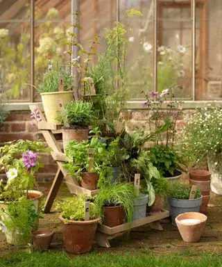 Un exemple de la façon de planter un parterre de fleurs montrant des herbes poussant en pots sur une étagère