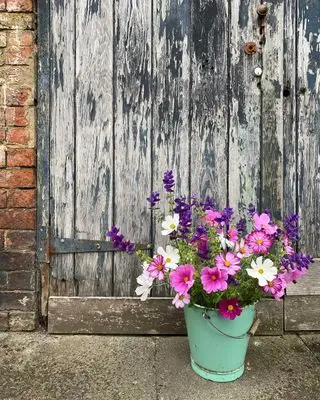 Un seau vert avec un cosmos rose et blanc qui pousse devant une porte en bois