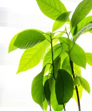 アボカドの木の剪定方法 – 健康な観葉植物のためのヒント