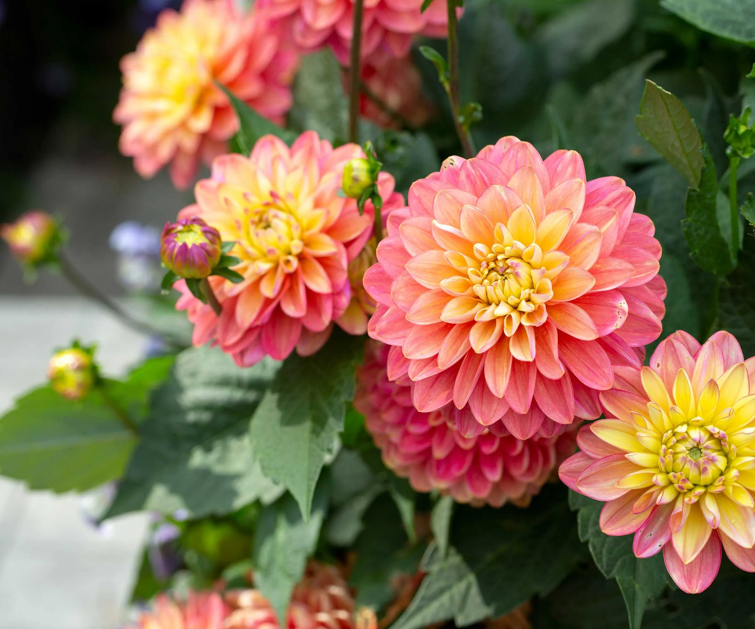 Dahlia' loading='lazy' title=