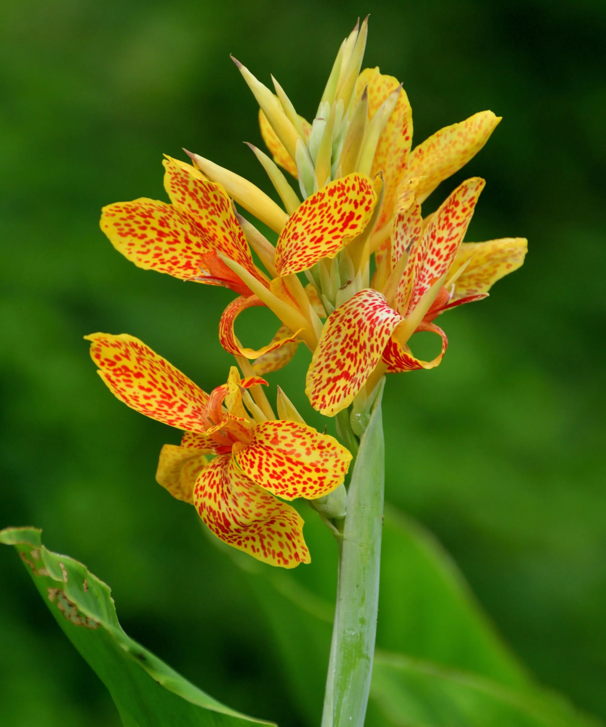 Lily di canna gialla' loading='lazy' title=