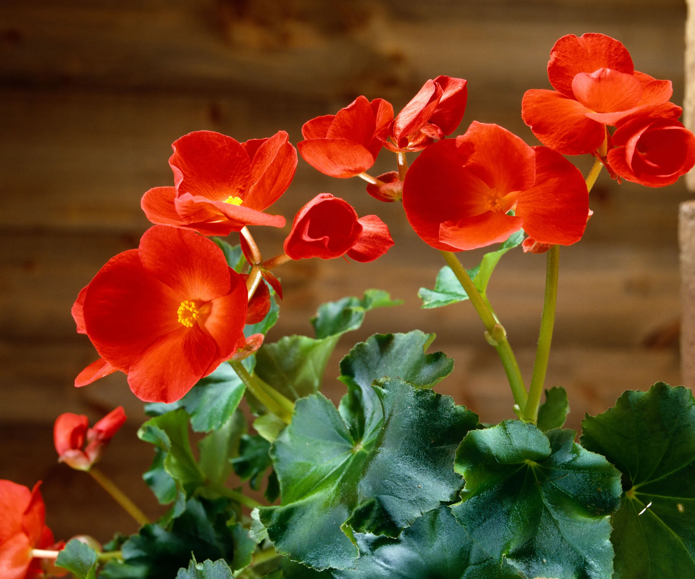 Rieger Begonia 