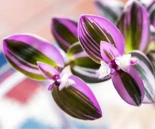Tradescantia