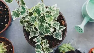 Bedste hurtigtvoksende indendørs planter – 7 planter til at fylde dit hjem med løv