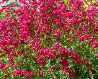 karminrød salvie eller salvia splendens