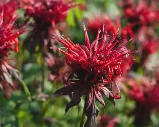 rød bibalsam eller monarda, der tiltrækker kolibrier
