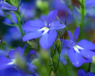 hvad man skal plante i januar lobelia
