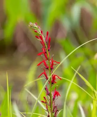 røde kardinalblomster
