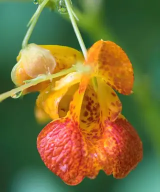 jewelweed blomst