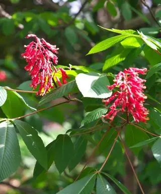røde buckeye blomster i busken