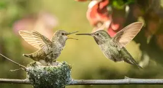 Fleurs qui attirent les colibris – 10 des meilleures à planter dans votre jardin