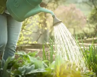 vande planter om morgenen for at beskytte dem mod frost