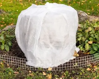 Beskyttelse af planter mod frost ved hjælp af gartneri fleece