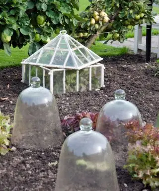 kold ramme og cloches bruges til at beskytte ømme planter mod frost