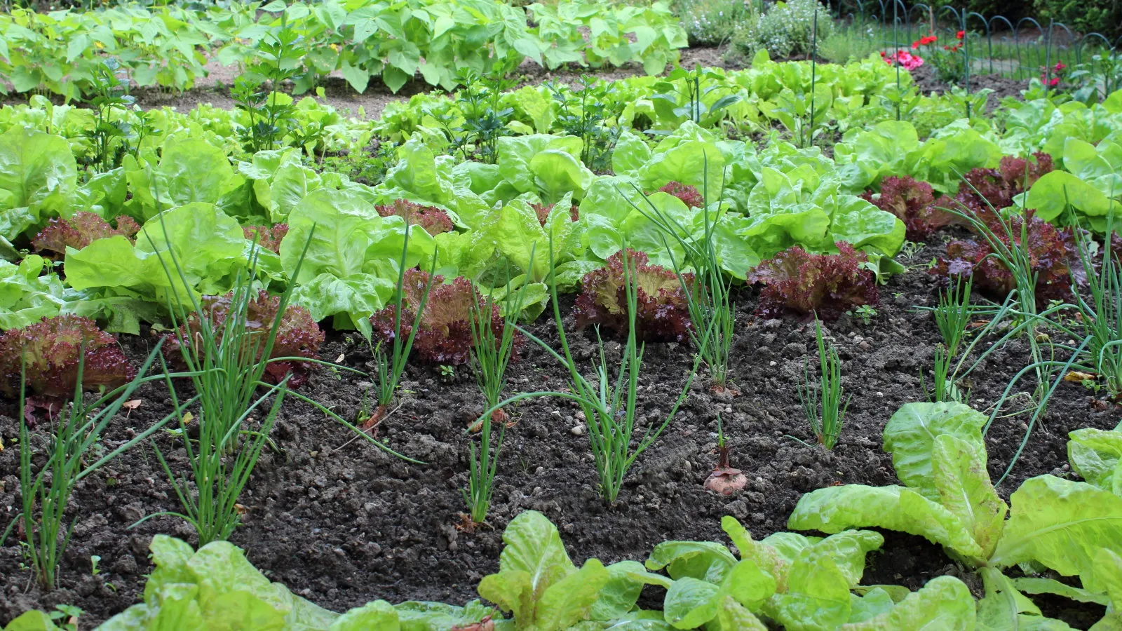 Rangées de cultures poussant dans un potager' loading='lazy' title=