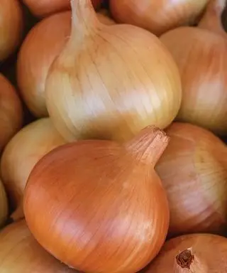 Hromada Pattersonovy cibule