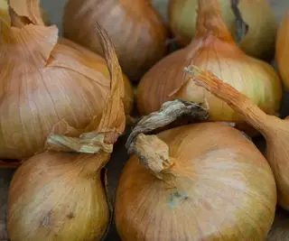 Skupina hlavních plodin sturonských druhů cibule