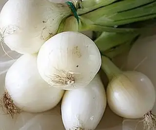 Hromada cibule Crystal White Wax