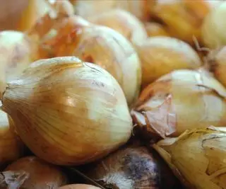 Sklizeň cibule typu Walla Walla Sweet