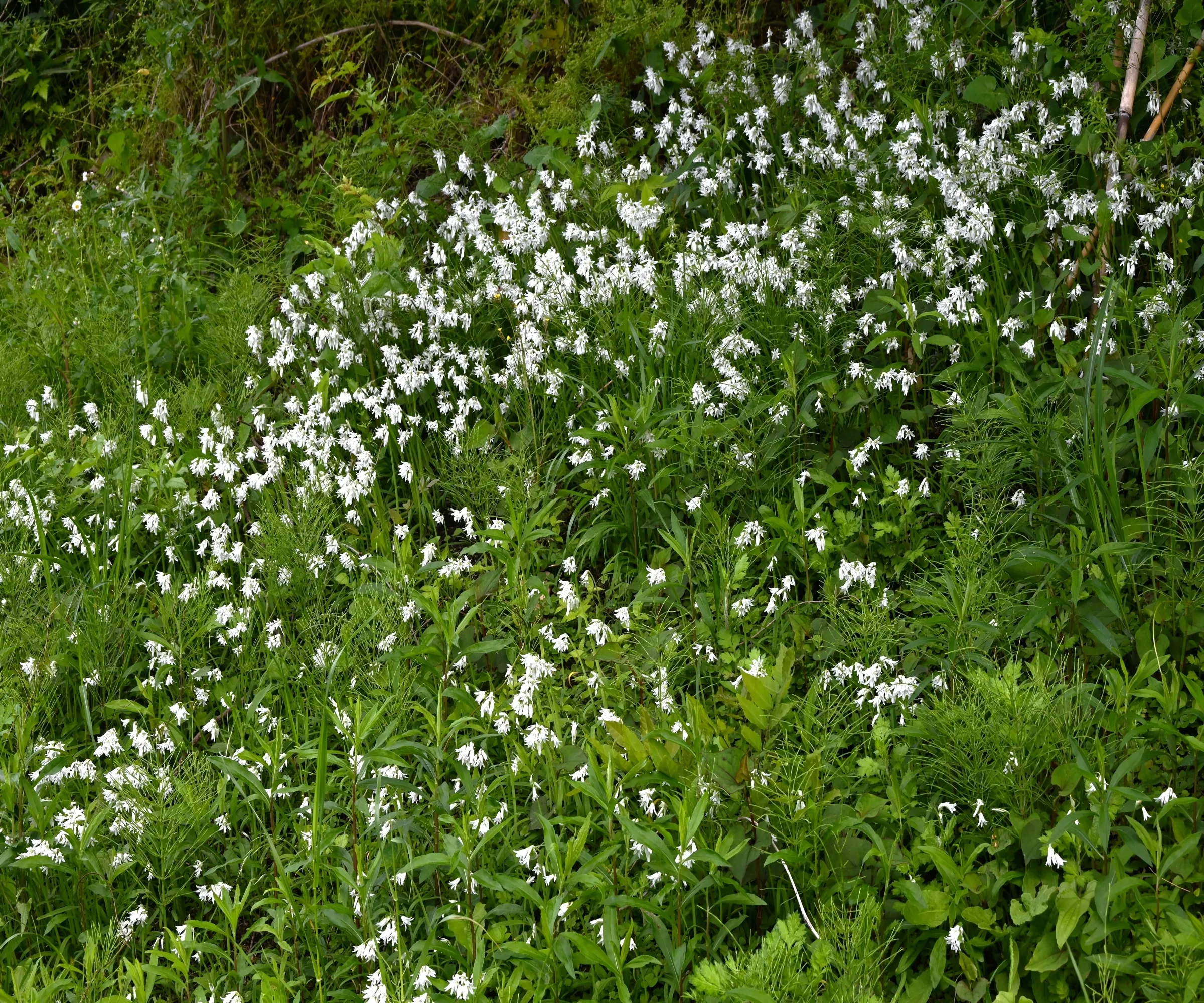숲속에 펼쳐진 삼각부추' loading='lazy' title=