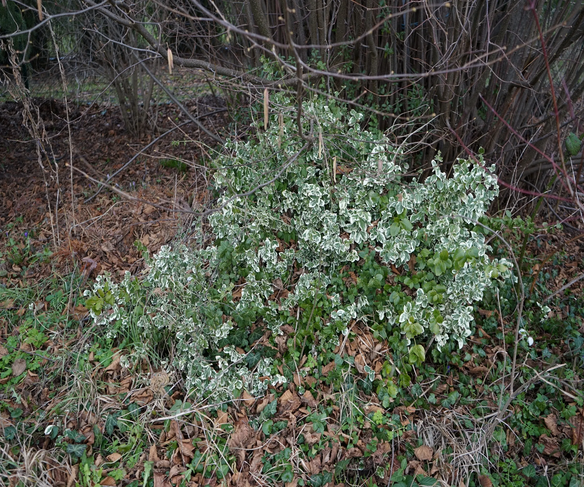 삼림지대에 침입한 윈터크리퍼 관목' loading='lazy' title=