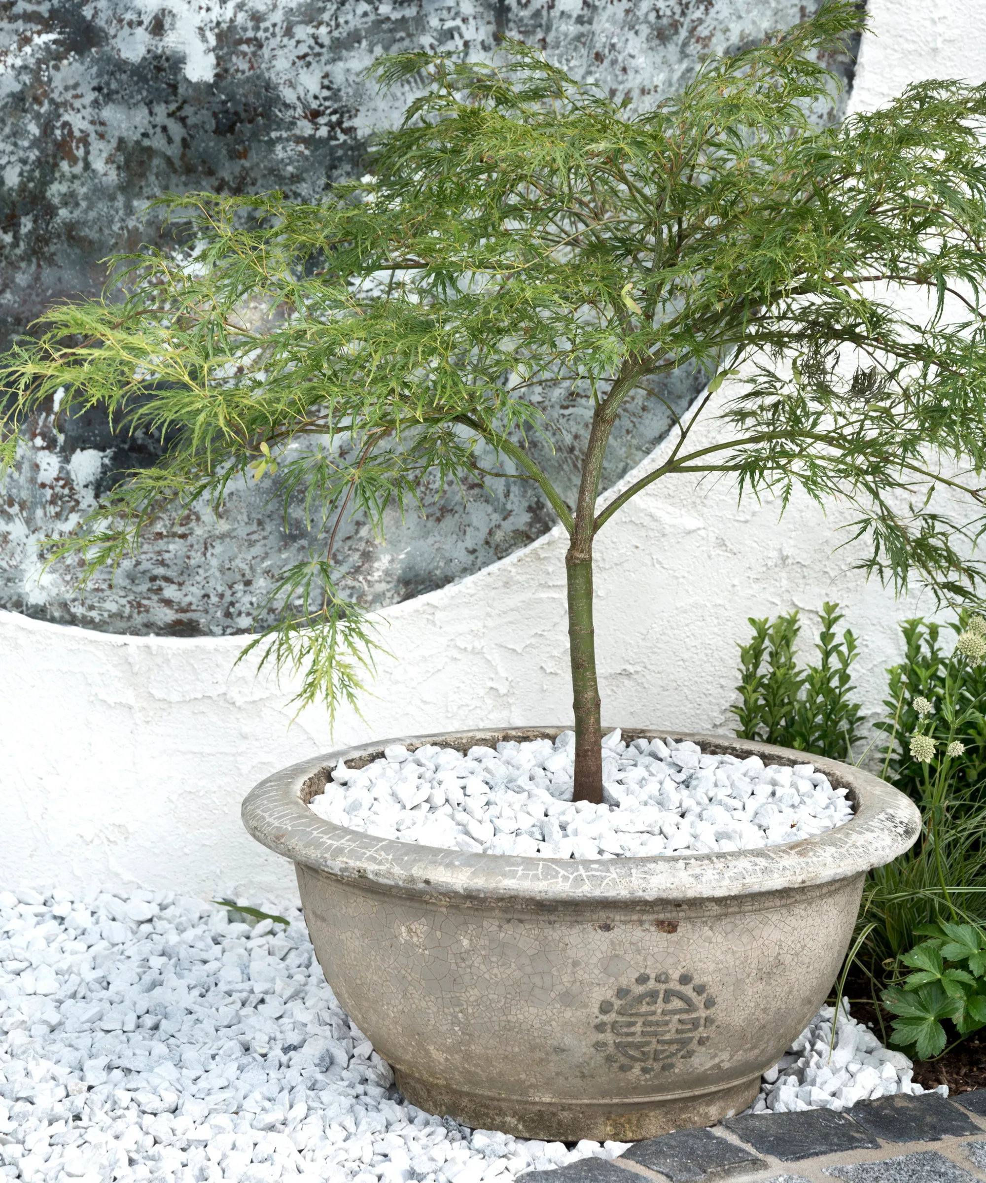 Un arce japonés verde que crece en una maceta de piedra' loading='lazy' title=