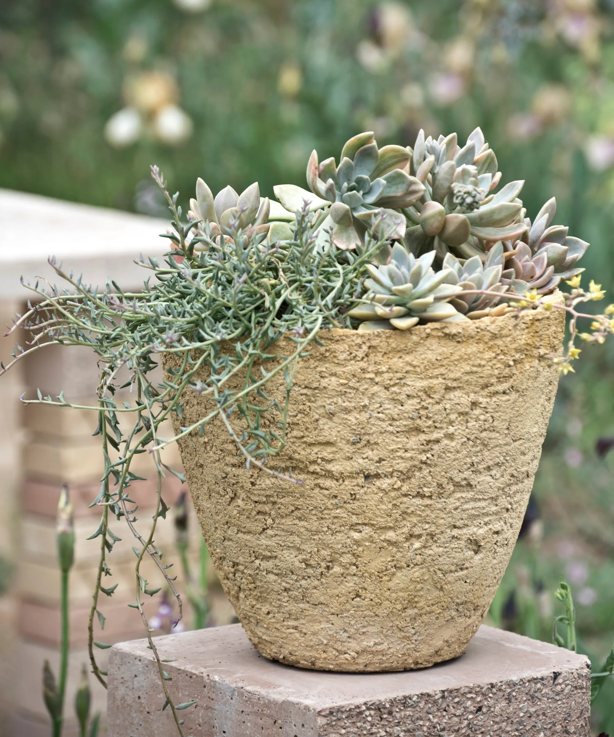 Suculentas creciendo en una maceta de cerámica.' loading='lazy' title=