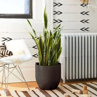 En stor slangeplante ved siden af ​​en hvid plastikstol og hvid radiator
