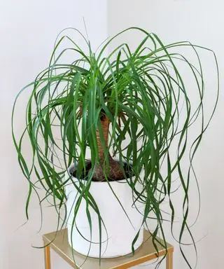 hestehale palme i hvid potte