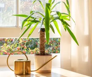 yucca plante i vindueskarmen med vandkande