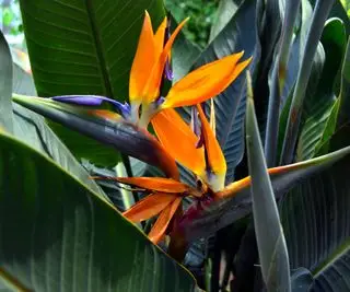 paradisfugl plante i blomst