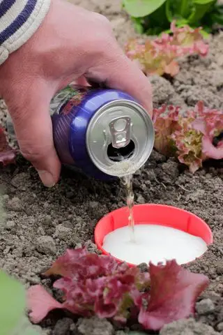 Un piège à bière à côté de jeunes plants de laitue pour détourner les limaces et les escargots des attaques sur les cultures