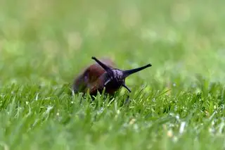 limace dans l'herbe