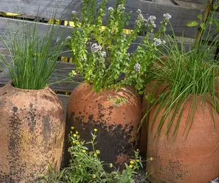 pots en terre cuite avec des herbes