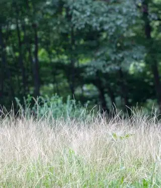 Digitaire poussant sur une pelouse verte
