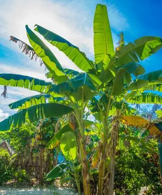 Árbol de plátano que crece bajo el sol