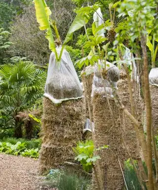 Plátanos de Musa protegidos para el invierno