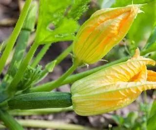 Männliche und weibliche Zucchiniblüten