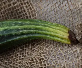 Zucchini mit Blütenendfäule