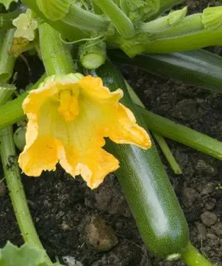 Zucchiniblüte mit Früchten an der Pflanze