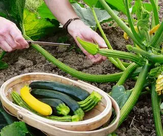 Zucchini ernten