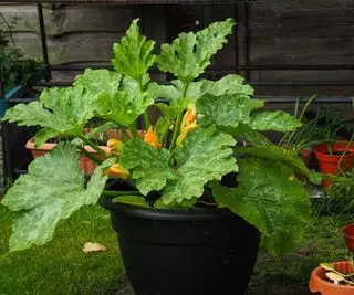 Eine Zucchinipflanze wächst in einem großen schwarzen Plastikbehälter