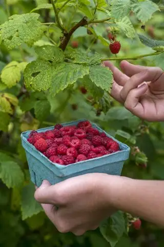 Jak przycinać krzewy malin