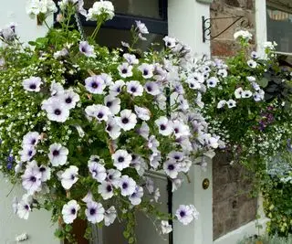 cesto appeso con petunie davanti alla porta d'ingresso