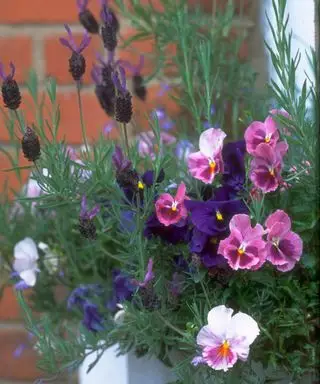 viole del pensiero e lavanda in contenitore