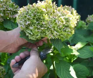 Martha Stewart afslører et genialt trick til at skære hortensia for at få dem til at holde længere i en vase