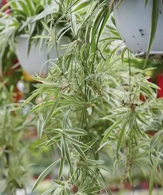 Bilde av en edderkoppplante