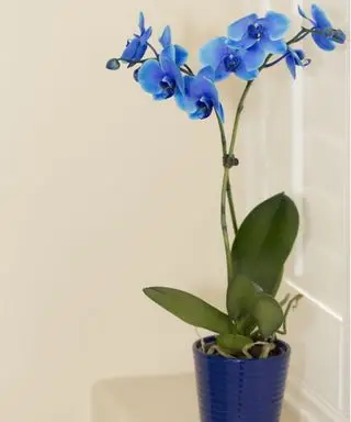 푸른 나방 난초